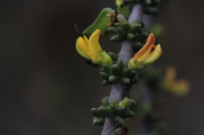 Aspalathus pinguis subsp. pinguis photo 3