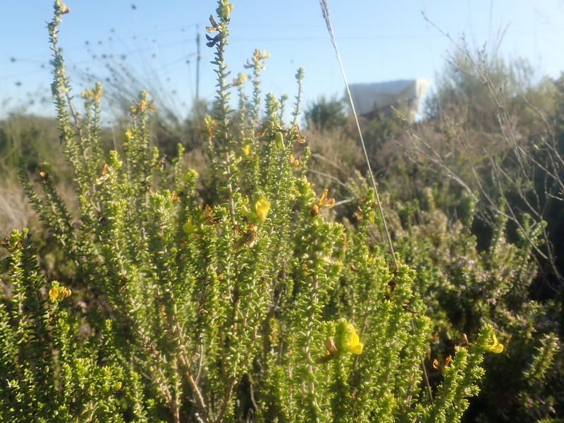 Aspalathus pinguis subsp. pinguis photo 4