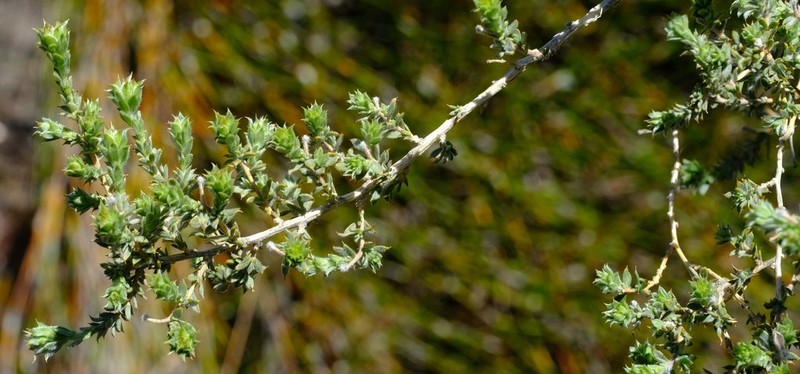 Aspalathus polycephala photo 3