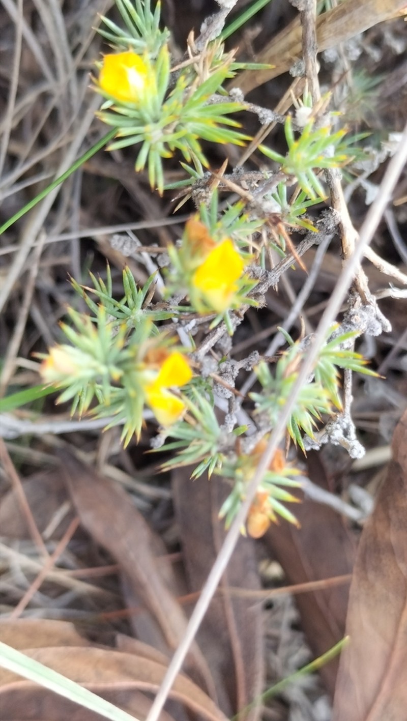 Aspalathus potbergensis photo 2