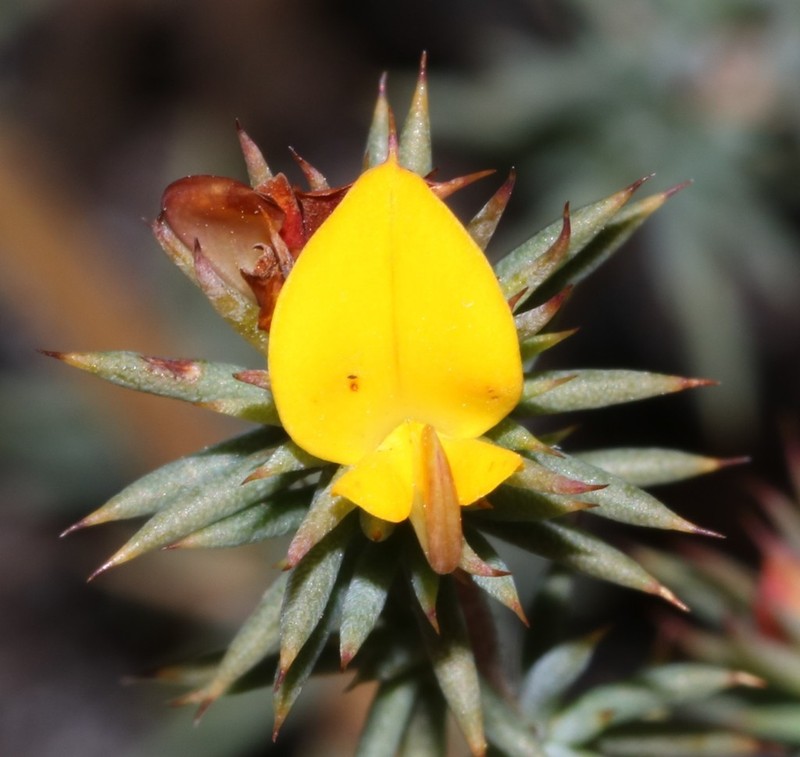 Aspalathus potbergensis photo 3