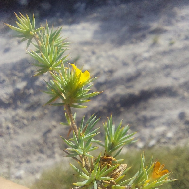 Aspalathus potbergensis photo 4