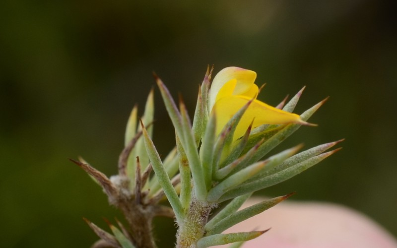 Aspalathus potbergensis photo 5