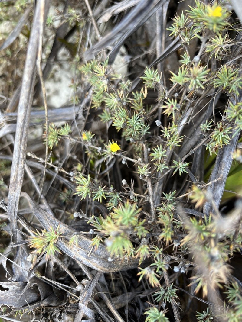 Aspalathus potbergensis photo 6