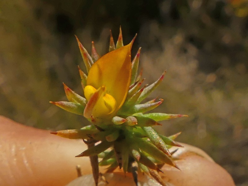 Aspalathus potbergensis photo 7