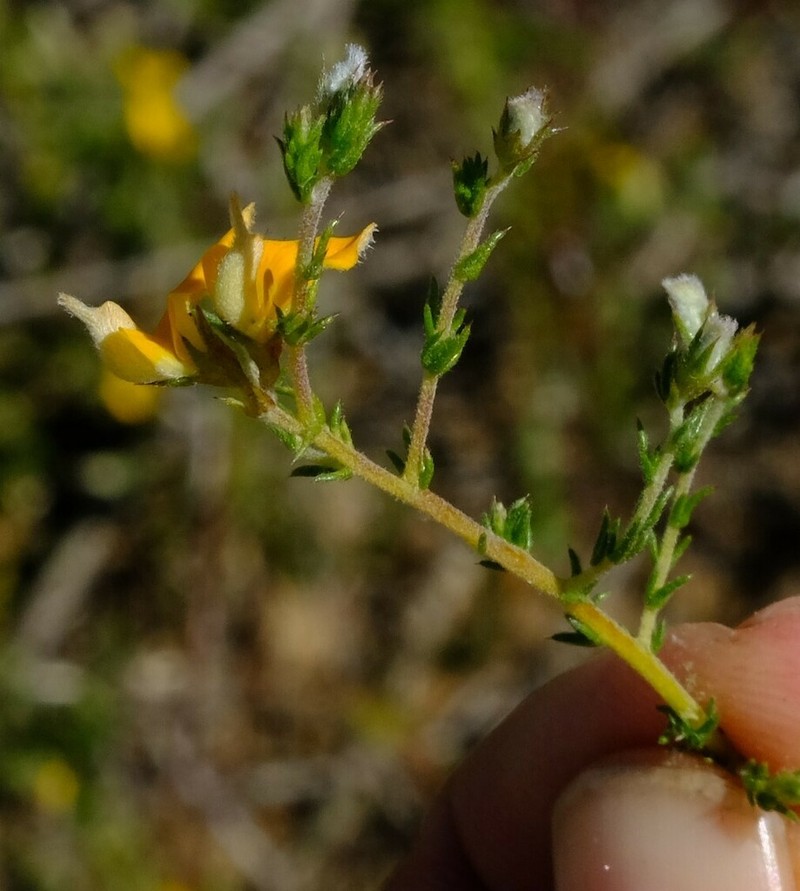 Aspalathus proboscidea photo 3