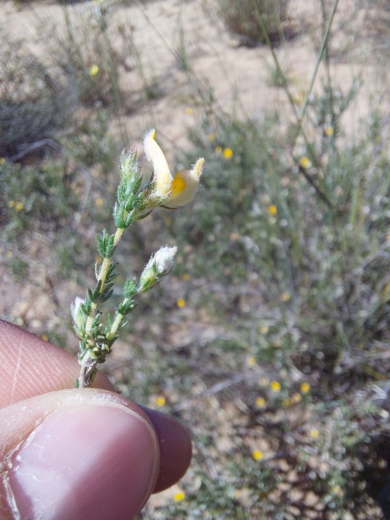 Aspalathus proboscidea photo 5