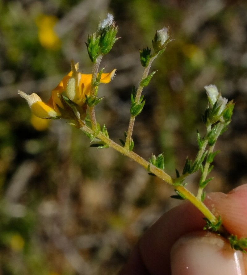 Aspalathus proboscidea photo 7