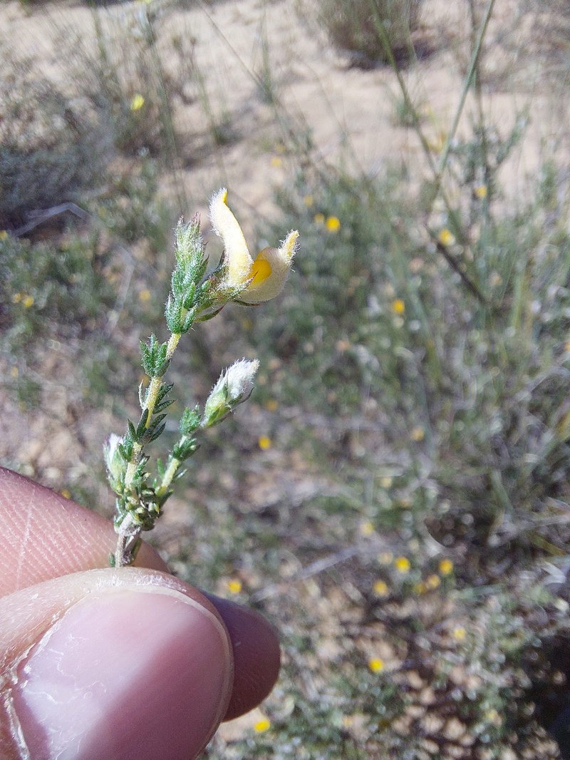 Aspalathus proboscidea photo 8