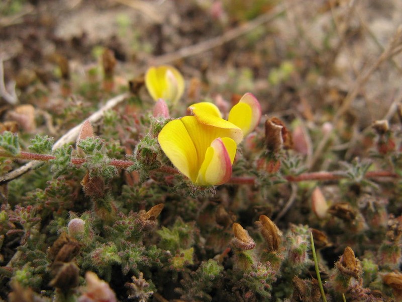 Aspalathus prostrata