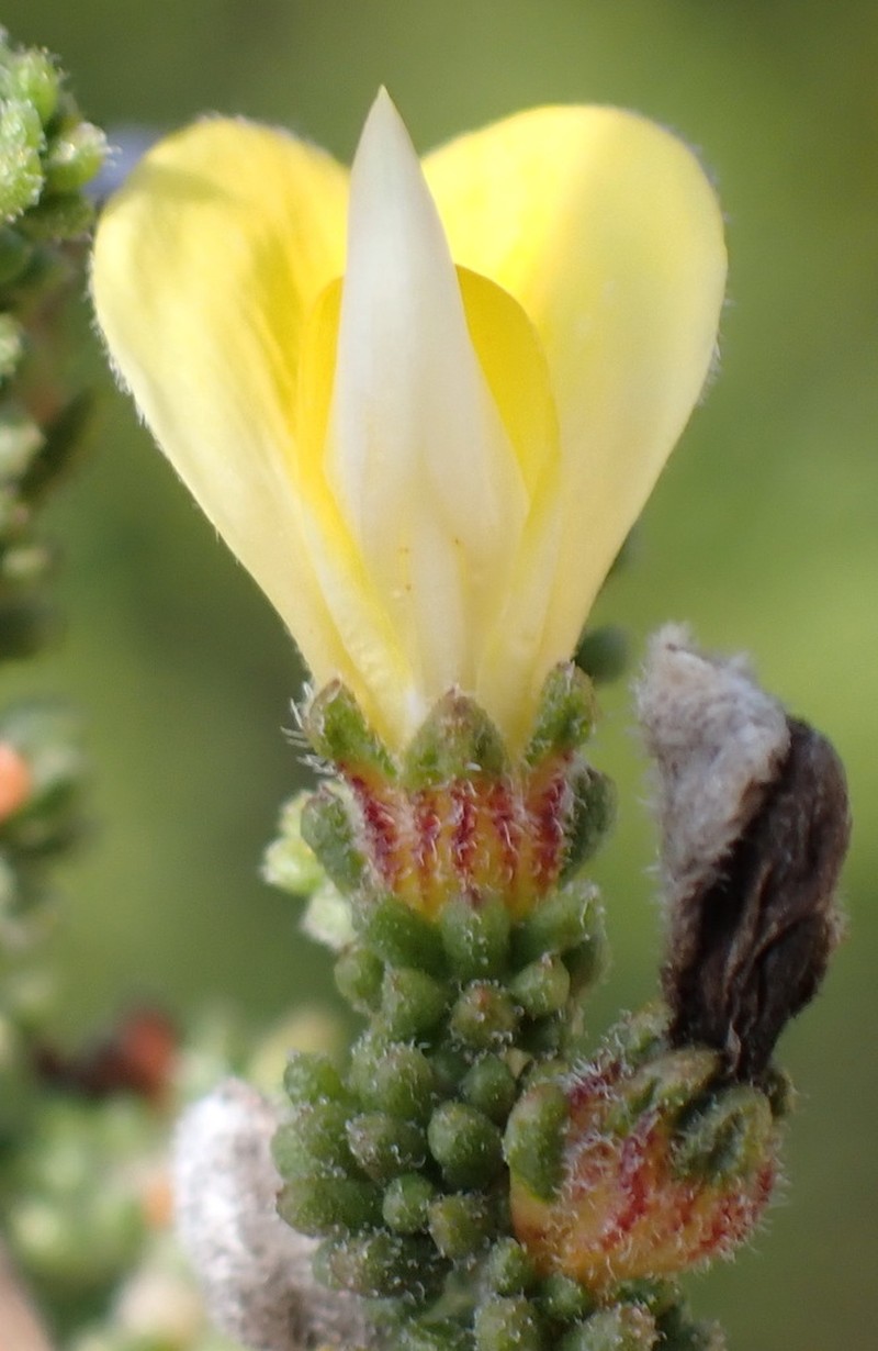 Aspalathus prostrata photo 2