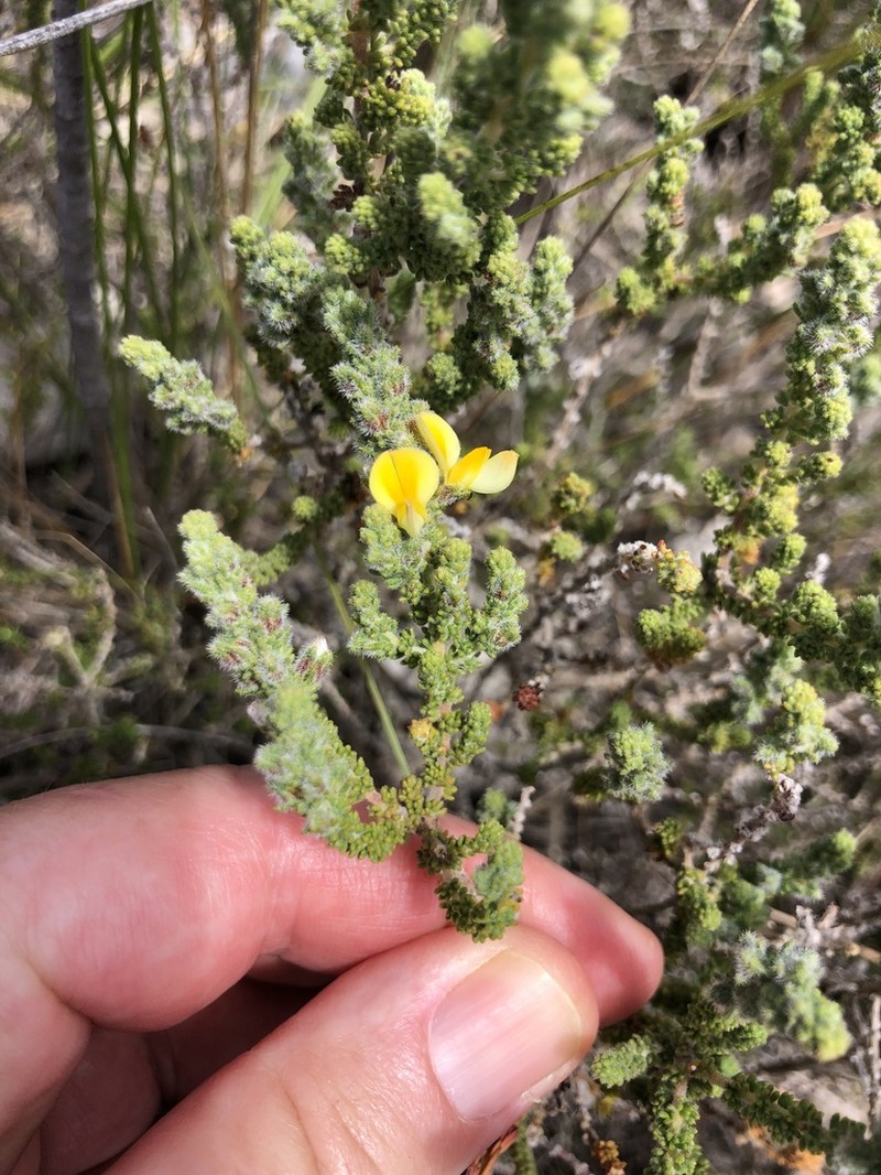 Aspalathus prostrata photo 5