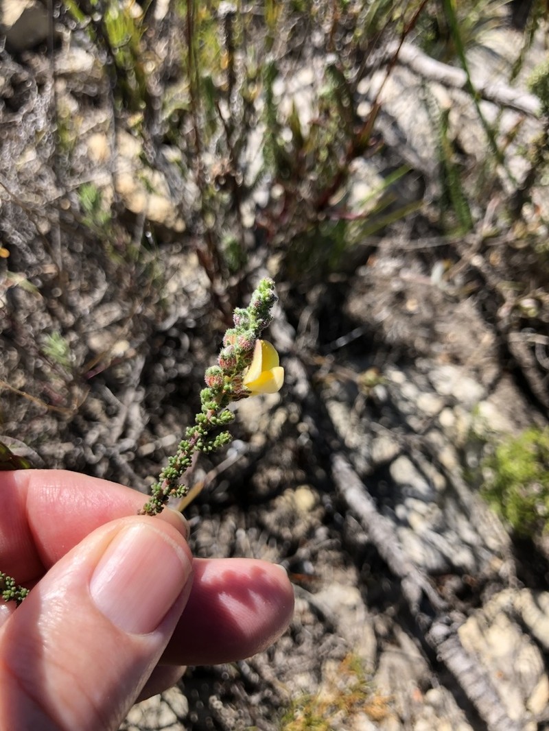 Aspalathus prostrata photo 6