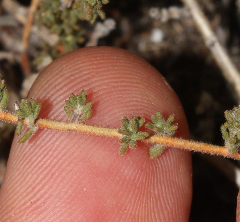 Aspalathus prostrata photo 7