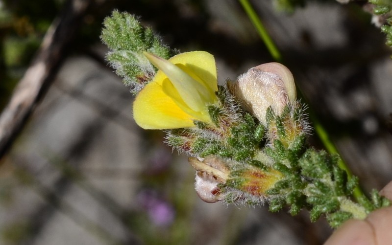 Aspalathus prostrata photo 8