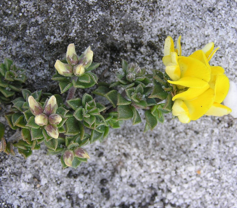 Aspalathus psoraleoides photo 2