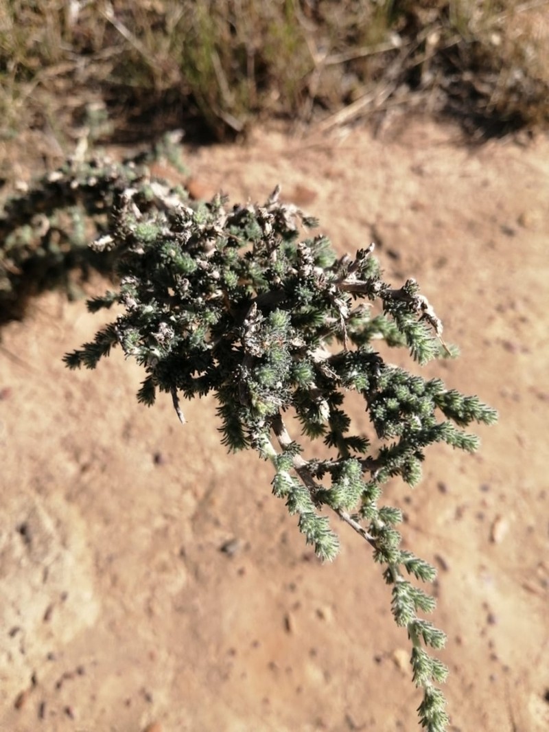Aspalathus puberula