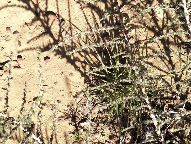 Aspalathus puberula photo 2
