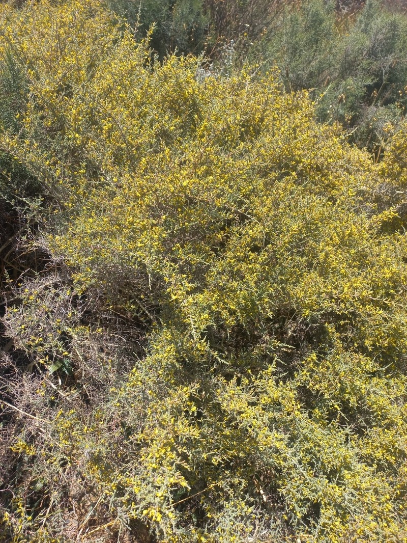Aspalathus puberula photo 3
