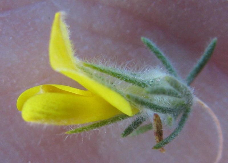 Aspalathus puberula photo 8
