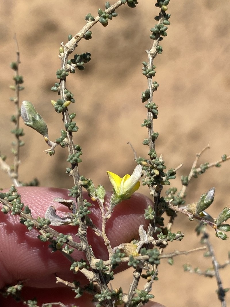 Aspalathus pulicifolia photo 2