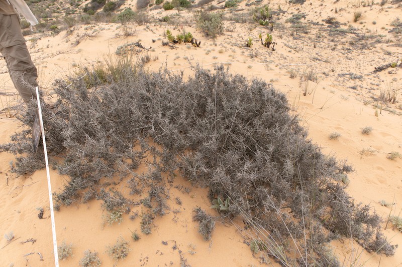 Aspalathus pulicifolia photo 3