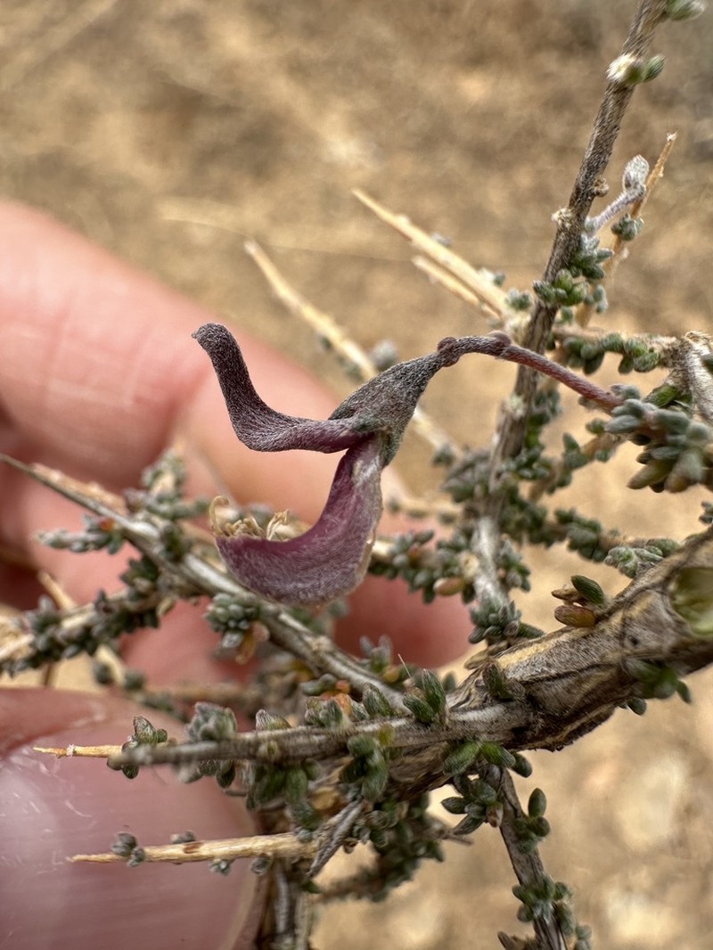 Aspalathus pulicifolia photo 4