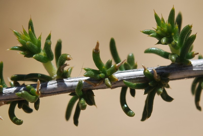 Aspalathus pulicifolia photo 5