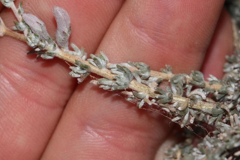 Aspalathus pulicifolia photo 6