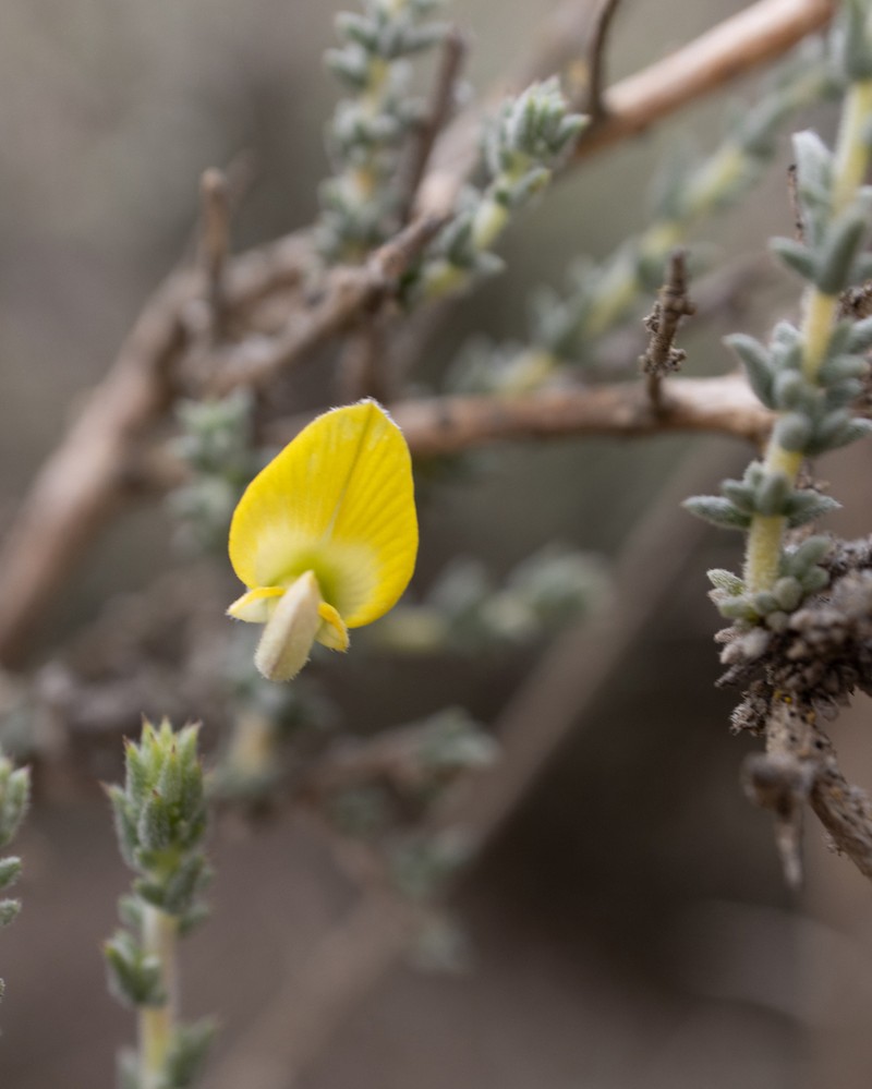 Aspalathus pulicifolia photo 7