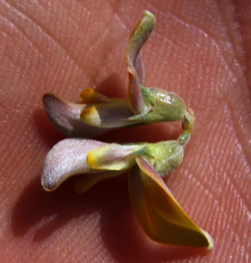 Aspalathus pulicifolia photo 8