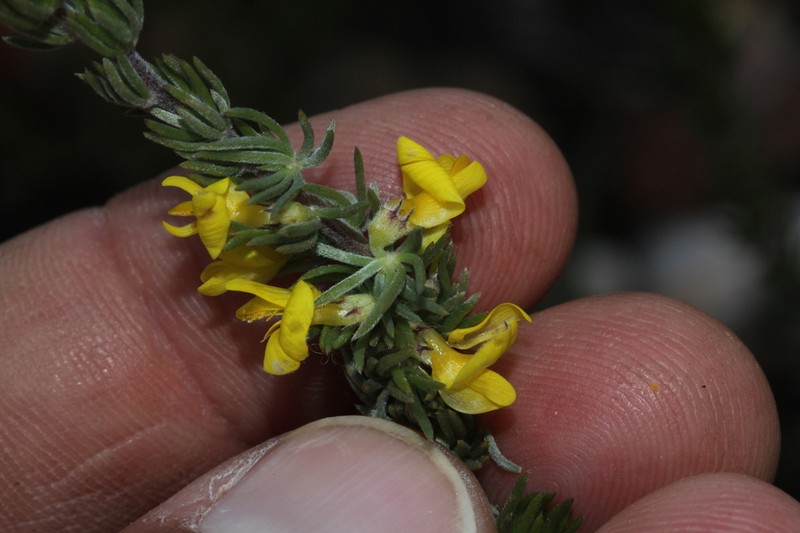 Aspalathus pycnantha