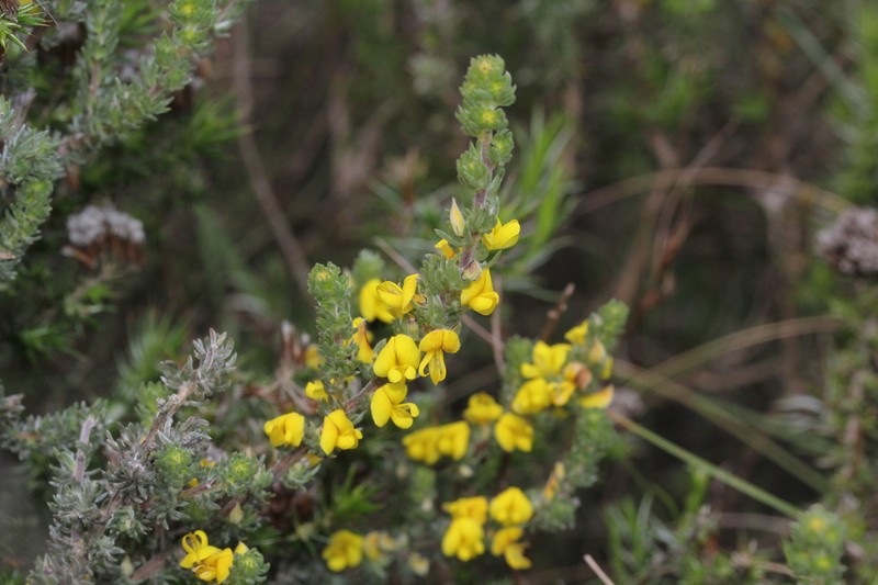 Aspalathus pycnantha photo 2