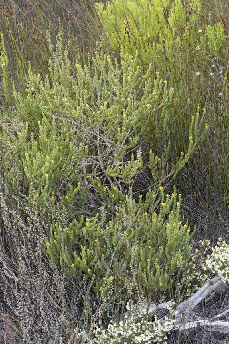 Aspalathus pycnantha photo 3