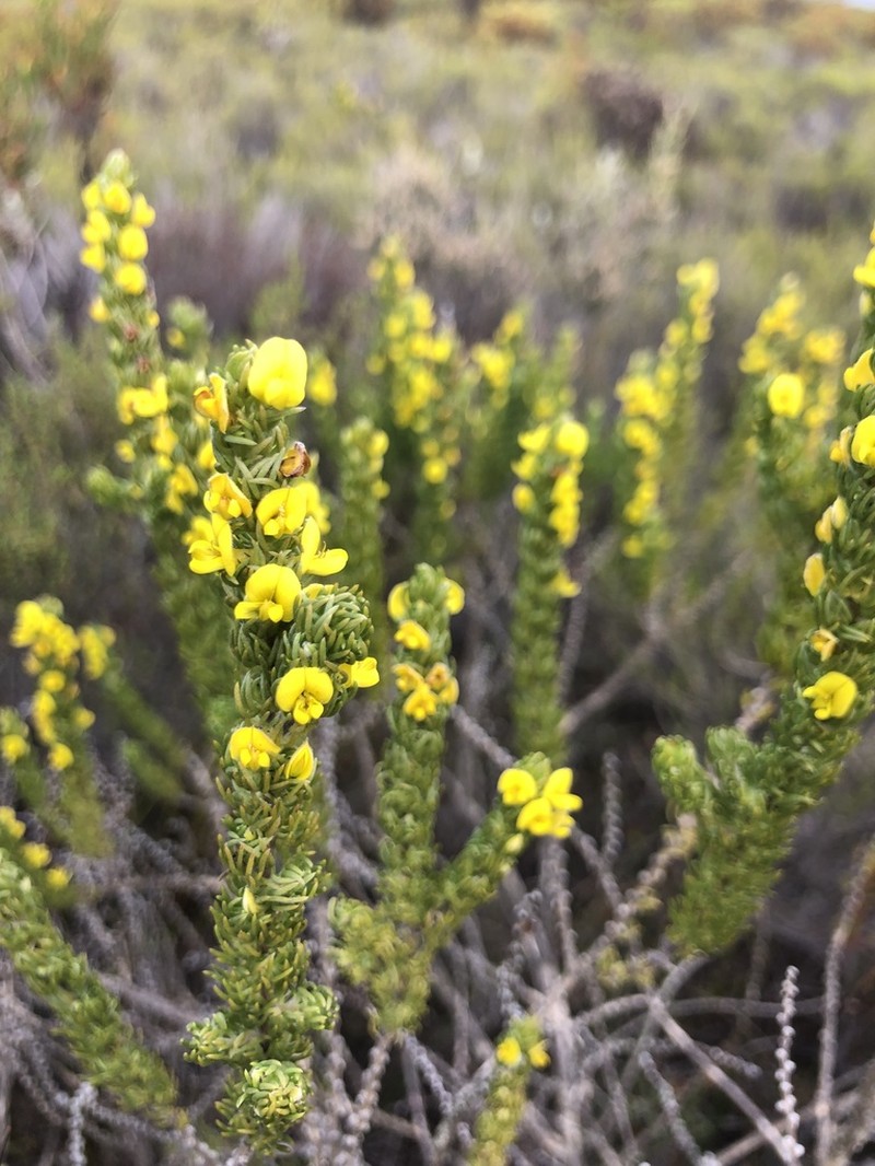 Aspalathus pycnantha photo 4