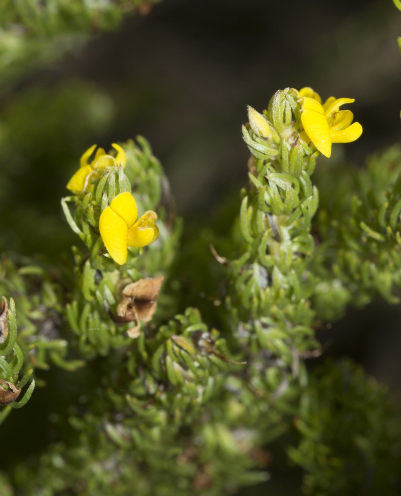 Aspalathus pycnantha photo 5
