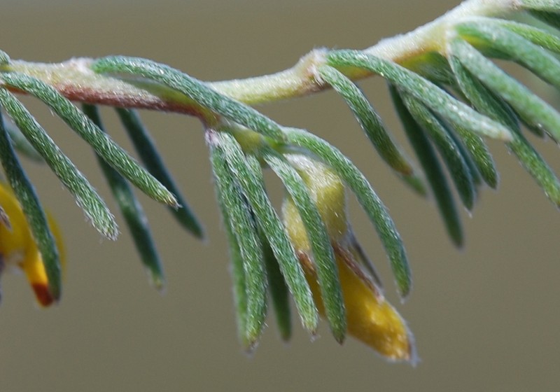 Aspalathus pycnantha photo 6