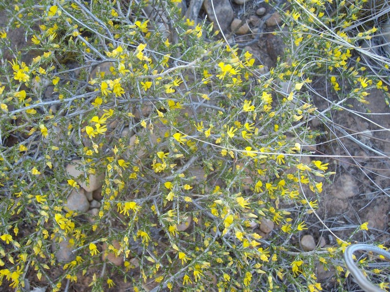 Aspalathus pycnantha photo 7