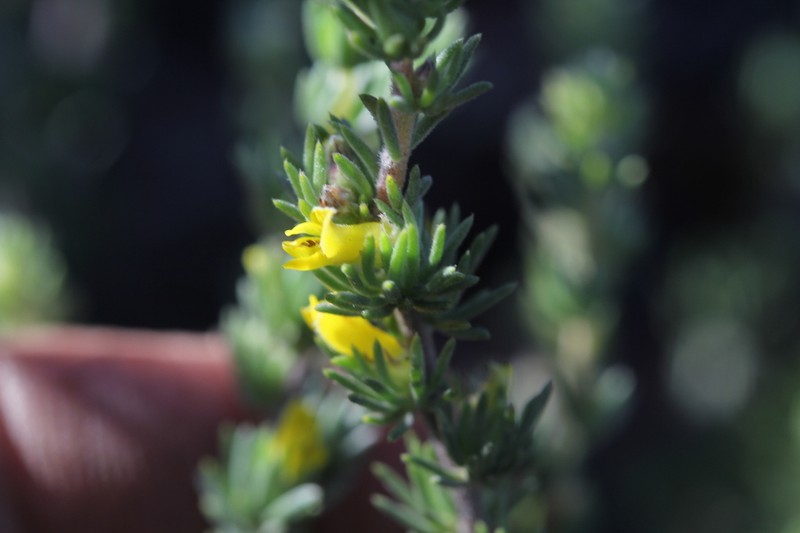 Aspalathus pycnantha photo 8