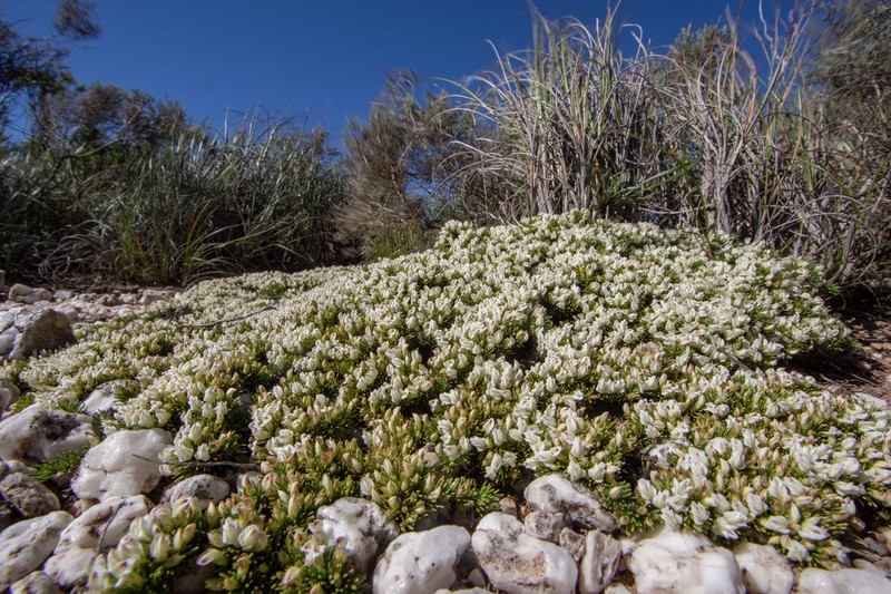 Aspalathus quartzicola