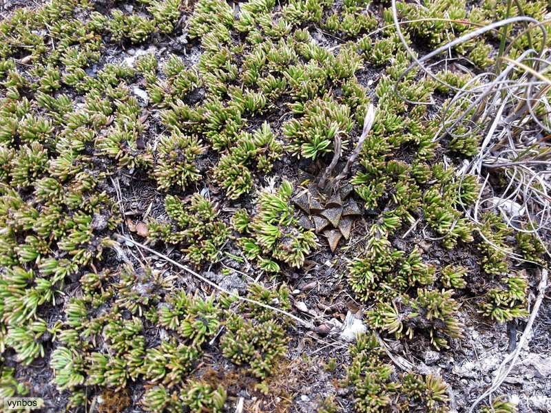Aspalathus quartzicola photo 2