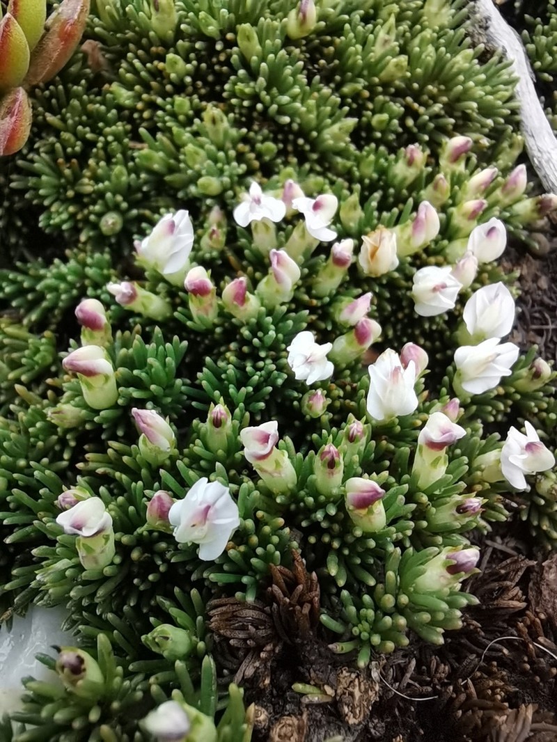 Aspalathus quartzicola photo 3