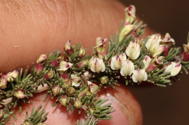Aspalathus quartzicola photo 4