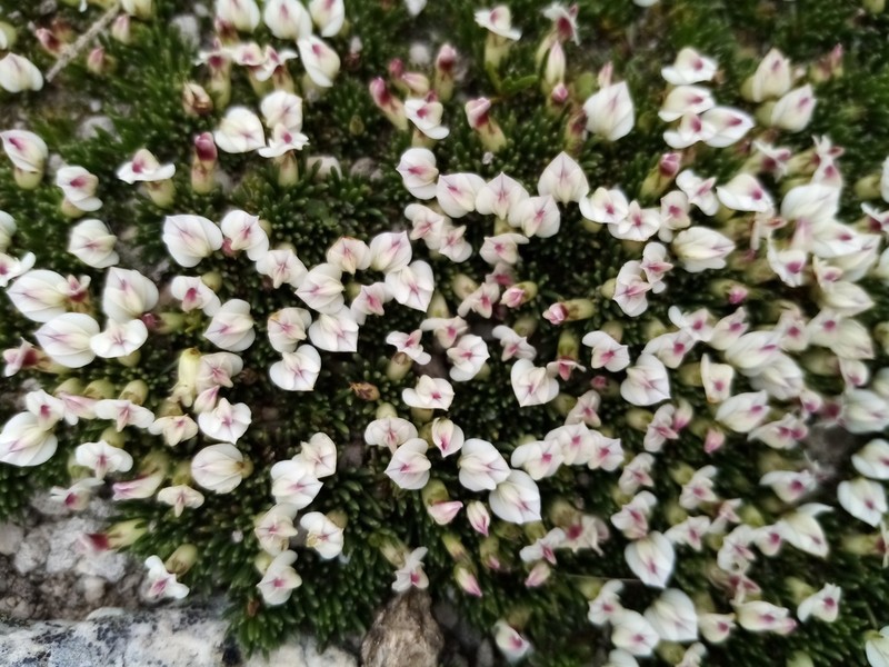 Aspalathus quartzicola photo 5