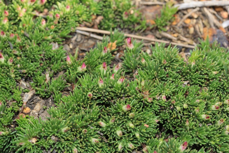 Aspalathus quartzicola photo 6