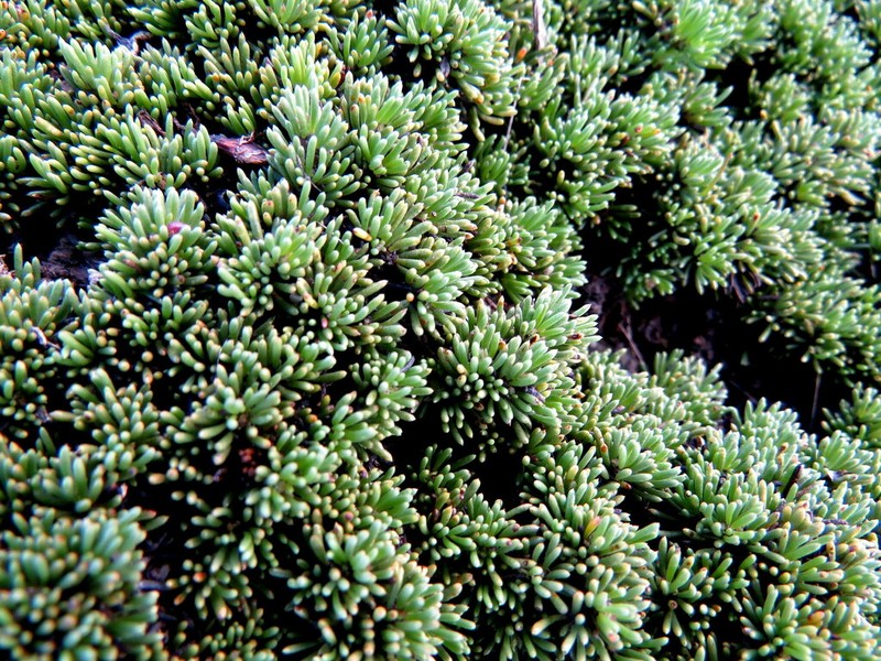 Aspalathus quartzicola photo 7