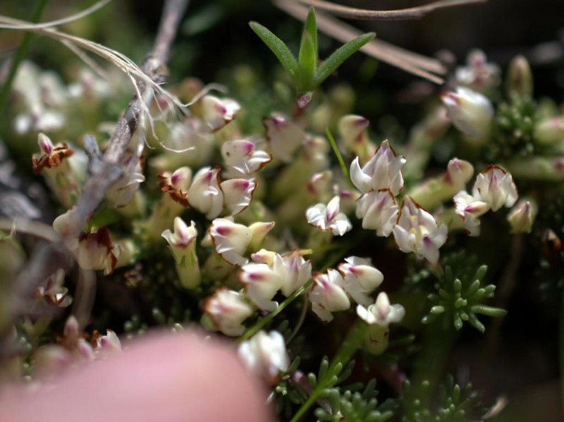 Aspalathus quartzicola photo 8