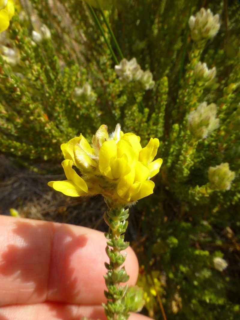 Aspalathus quinquefolia