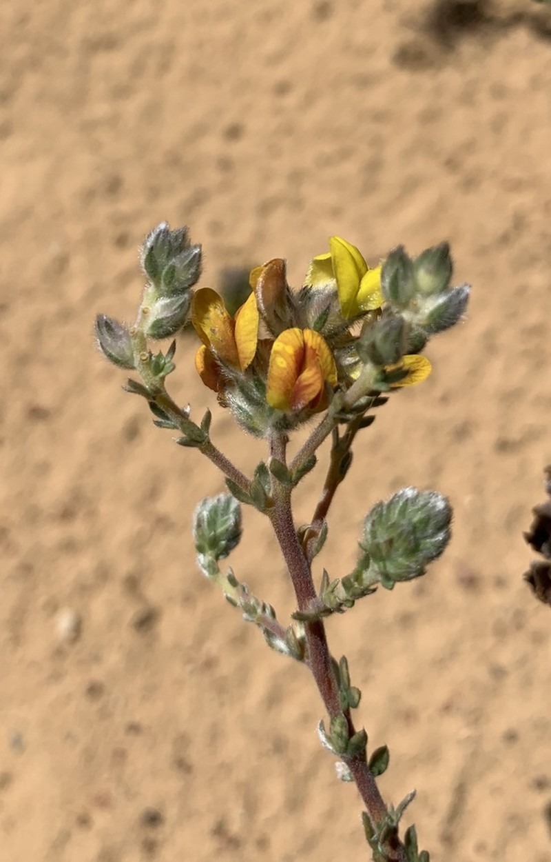 Aspalathus quinquefolia photo 2