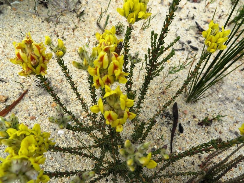 Aspalathus quinquefolia photo 3